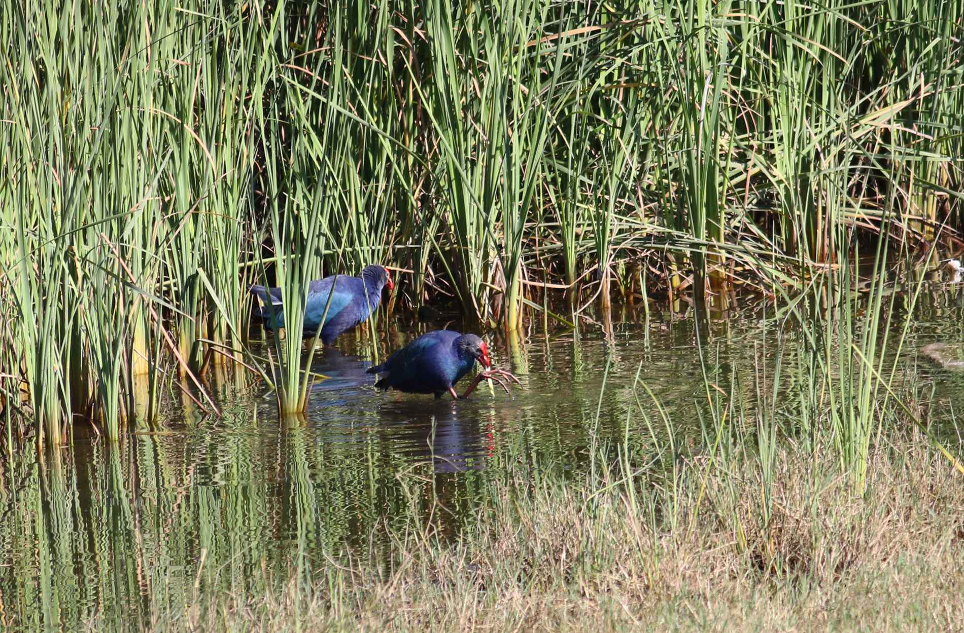 Western Swamphen